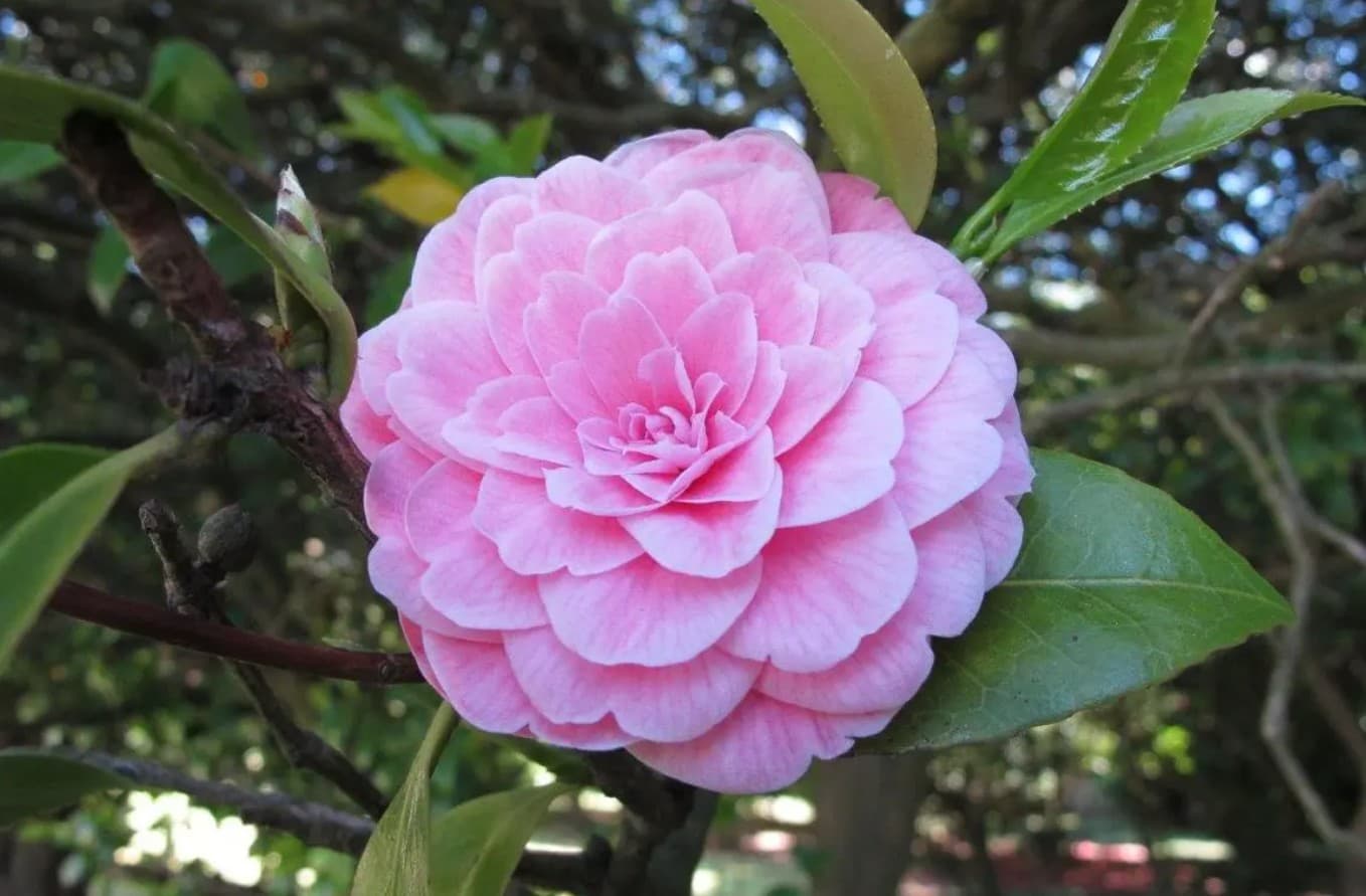 Camélias de Floração Outonal