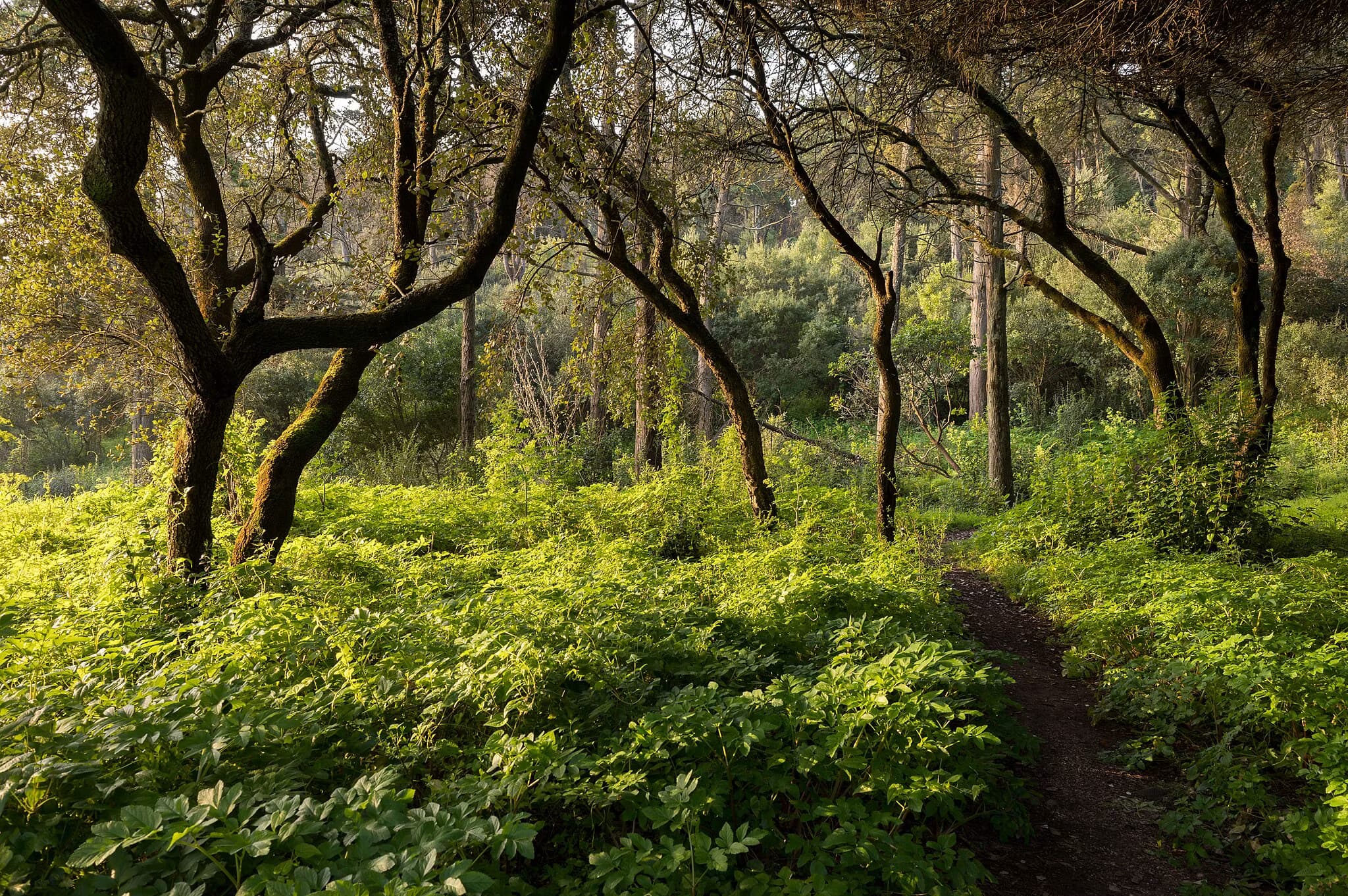 Contar a floresta
