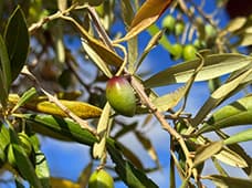 Coleções em reserva. Da oliveira ao prato
