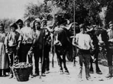 Bucelas, uma terra de vinho