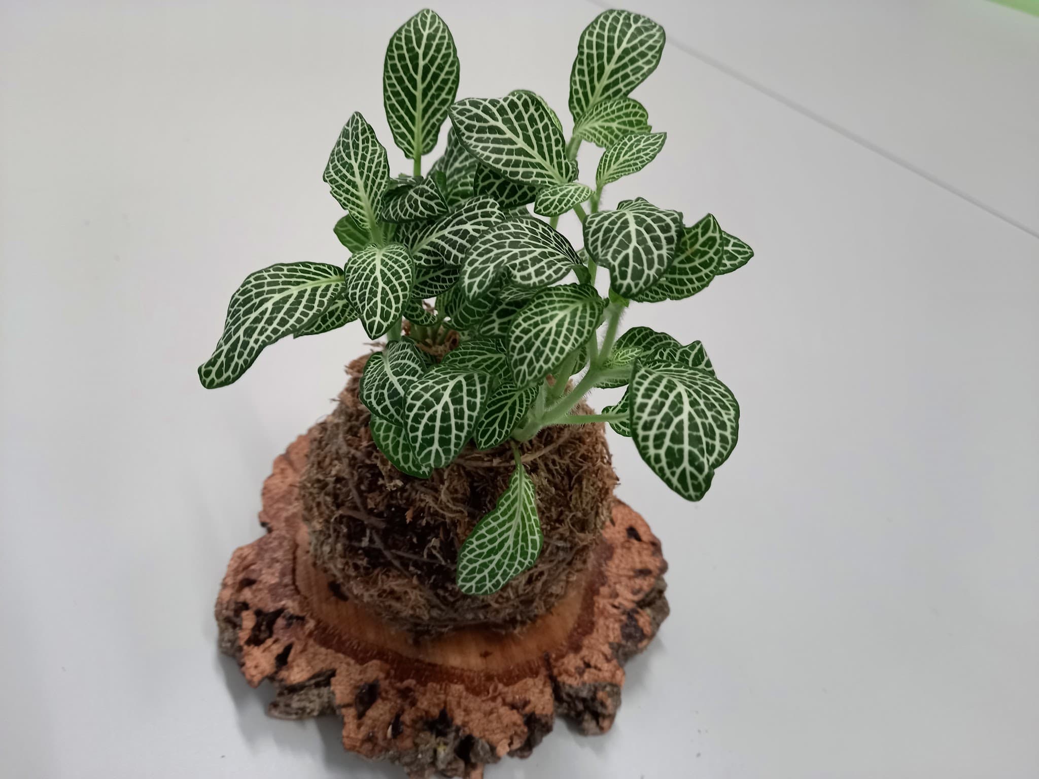 Oficina de arte floral com kokedamas